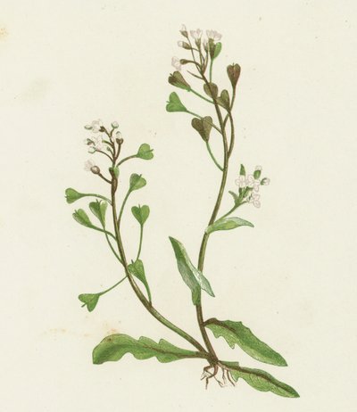 Bolsa de pastor, Capsella Bursa-pastoris de English School